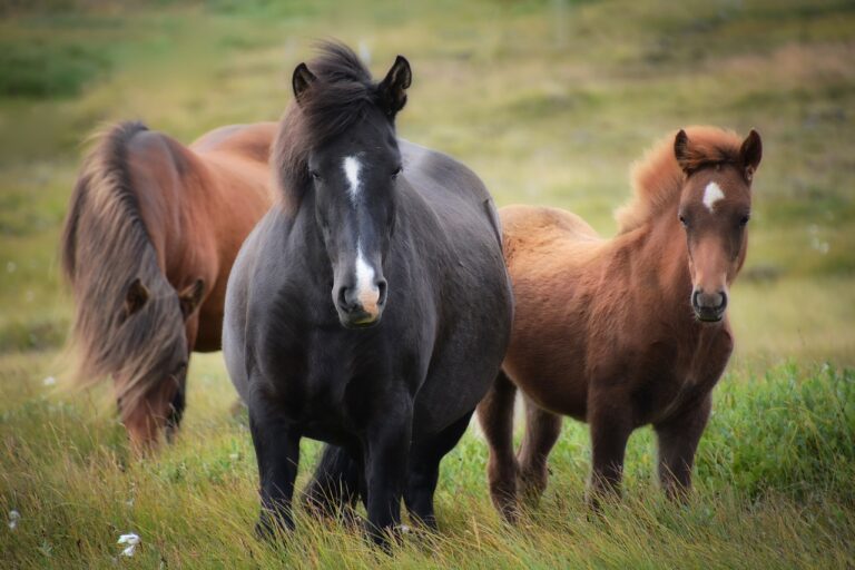 Factors To Take Into Account When Buying Horse CBD Pellets